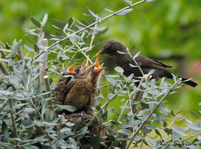 birdwatching dal terrazzo di casa